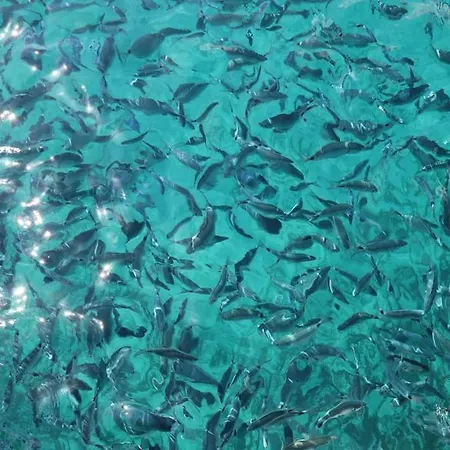 Ocean Flat *