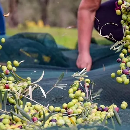 Ocean Flat Кальяри