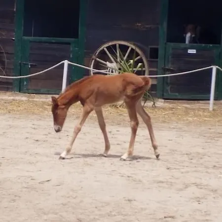 Ocean Flat Апартаменты *