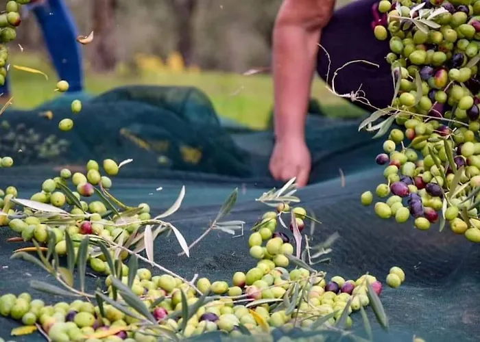 Ocean Flat カリアリ